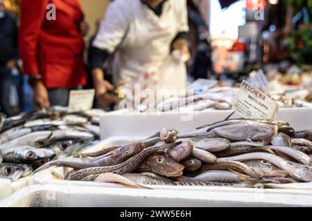 Moderner und nachhaltiger Fischmarkt mit Wannengurnard (Chelidonichthys lucerna), auch bekannt als Saphirringurnard, Röhrenfisch, Tubfisch oder Gelbgurn Stockfoto