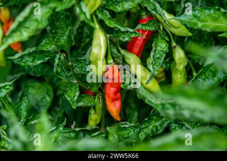 Paprika aus Trinidad und Tobago Stockfoto