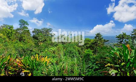 Regenwald unter blauem Himmel. Costa Rica. Volcan Arenal. Verschiedene tropische Bäume von hellgrüner Farbe Stockfoto