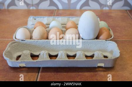 Große Gänseeier in Freilandhaltung zwischen Hühnern. Auf der Kartonverpackung anzeigen Stockfoto