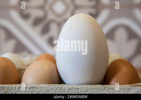 Große Gänseeier in Freilandhaltung zwischen Hühnern. Auf der Kartonverpackung anzeigen Stockfoto