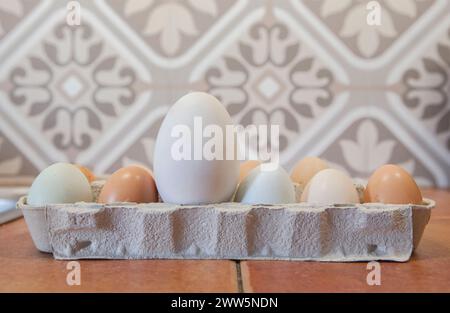 Große Gänseeier in Freilandhaltung zwischen Hühnern. Auf der Kartonverpackung anzeigen Stockfoto