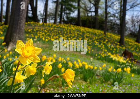 Ein Teppich aus Narzissen in einem Park in Cleveland Ohio, mit Fokus auf der nahen Blume links. Stockfoto