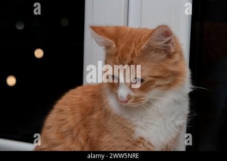 Schöne rote Katze aus der Nähe. Niedliches Ingwerkätzchen sitzt neben dem Fenster. Stockfoto