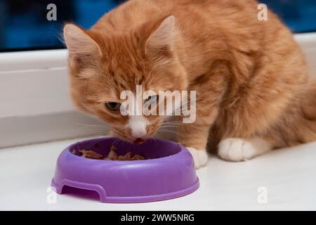 Die Katze sitzt auf der Fensterbank und isst. Tabby Kätzchen essen aus der Schüssel. Kleine Katze, die zu Hause isst. Stockfoto