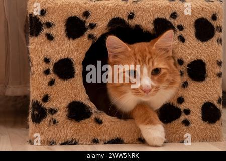 Ein wunderschönes kleines rotes Kätzchen sitzt in einem Kratzbaum und schaut raus. Süße, lustige Katze, die sich in ihrem Haus versteckt. Stockfoto