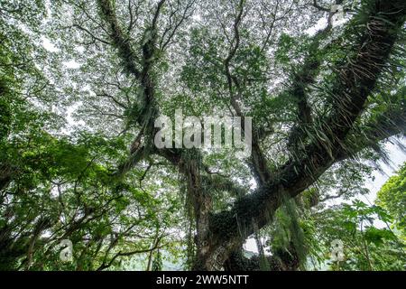 Trinidad Lopinot Historical Complex Stockfoto