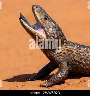 Australian Shingle-Back Lizard in defensiver Haltung Stockfoto