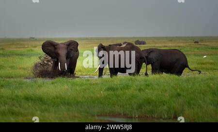 Junge Elefanten spielen in den Sümpfen des Amboseli-Nationalparks. Stockfoto