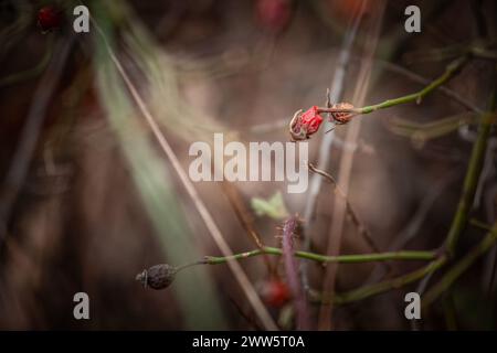 Bild der Beeren der Hunderose. Rosa canina, allgemein bekannt als die Hunderose, ist eine in Europa im Nordwesten beheimatete wilde Rosenart Stockfoto
