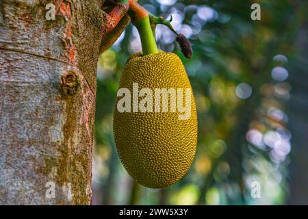 Reife Jackfrucht hängt am Baum Stockfoto