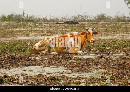 Weißes und braunes Milchvieh, das auf dem Feld liegt Stockfoto