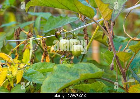 Tomatenfeld mit rohen Tomaten, grüne Tomaten hängen an seinem Baum Stockfoto