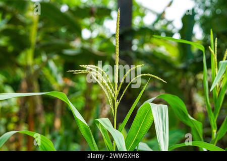 Nahaufnahme einer Maisblume in einem lebhaften Maisfeld, umgeben von üppiger Vegetation Stockfoto