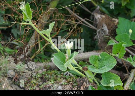 Calabash Baum mit kleinen Calabash und Blumen, Flaschenkürbis wächst auf seinem Baum Stockfoto