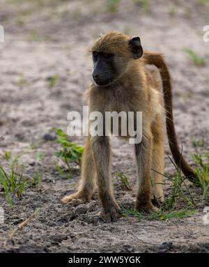 Jugendpaan, Chobe-Nationalpark, Botswana Stockfoto