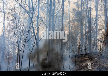 Klimawandel, Waldbrände setzen Kohlendioxidemissionen (CO2) und andere Treibhausgase (THG) frei, die zum Klimawandel und zur globalen Erwärmung beitragen Stockfoto