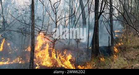 Klimawandel, Waldbrände setzen Kohlendioxidemissionen (CO2) und andere Treibhausgase (THG) frei, die zum Klimawandel und zur globalen Erwärmung beitragen Stockfoto