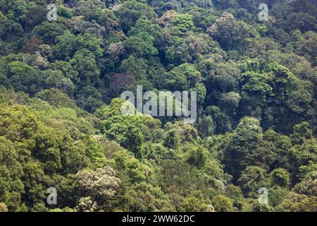 Tropische Wälder können große Mengen an Kohlendioxid aus der Atmosphäre aufnehmen. Stockfoto