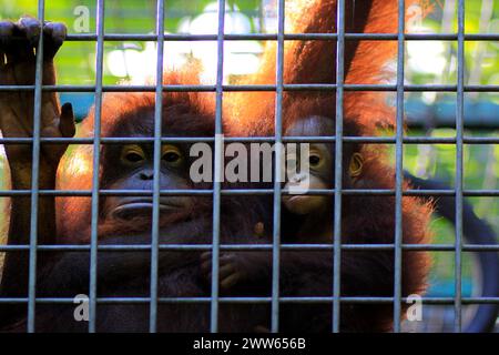 Borneo Baby Orang-Utan (Pongo pygmaeus) sucht im Wildlife Rescue Center Schutz in den Armen seiner Mutter. Stockfoto