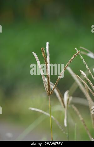 Eleusine indica (indisches Gänsegras, Hofgras, gänsegras, wiregrass, Krähenfußgras, Lulangan). Diese Pflanze ist eine Grasart aus der Familie Poac Stockfoto