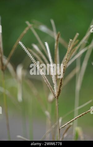 Eleusine indica (indisches Gänsegras, Hofgras, gänsegras, wiregrass, Krähenfußgras, Lulangan). Diese Pflanze ist eine Grasart aus der Familie Poac Stockfoto