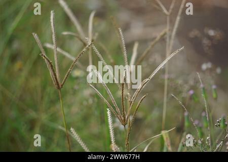 Eleusine indica (indisches Gänsegras, Hofgras, gänsegras, wiregrass, Krähenfußgras, Lulangan). Diese Pflanze ist eine Grasart aus der Familie Poac Stockfoto