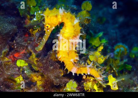 Dorny Seahorse, auch bekannt als Spiny Seahorse, Hippocampus histrix. Tulamben, Bali, Indonesien. Stockfoto