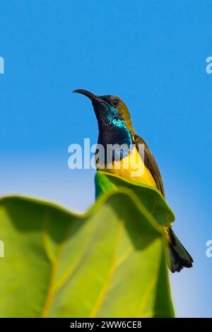 Nahaufnahme des männlichen Olive-Backed Sunbird Stockfoto