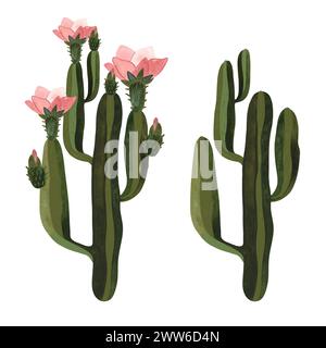 Kakteen. Pflanzen für das Zuhause. Blumenzucht. Wüstenflora. Isolierte Aquarellillustration auf weißem Hintergrund. Clipart. Stockfoto