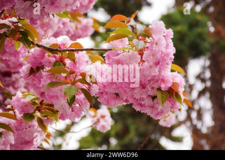 Die üppige Blüte der Sakura-Äste. Warmes april-Wetter Stockfoto