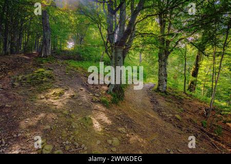 Sommerabenteuer im natürlichen Wald. Landschaft mit Pfad durch die wilde Umgebung der Urwälder von transkarpatien Stockfoto