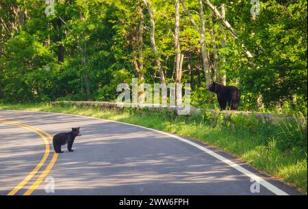 Mom und Cub Blackbear überqueren die Straße im Shenandoah National Park entlang der Blue Ridge Mountains in Virginia, USA Stockfoto