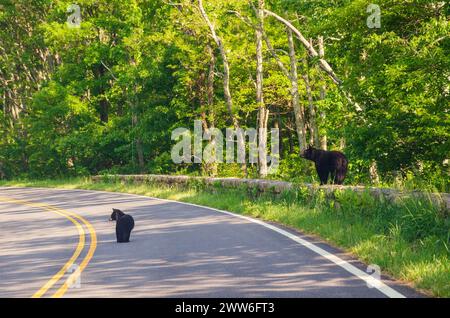 Mom und Cub Blackbear überqueren die Straße im Shenandoah National Park entlang der Blue Ridge Mountains in Virginia, USA Stockfoto