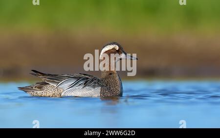 Sonniger männlicher Garganey (Spatula querquedula) schwimmt am warmen Morgen auf blauem lebhaftem Quellsee Stockfoto