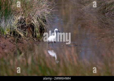 Der kleine Viehreiher und seine Reflexion im Wasser, Bubulcus Ibis. Stockfoto