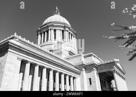 US-Hauptstadt mit Sakura-Blüte. Washington State Capitol. Gesetzgebendes Gebäude in Olympia Stockfoto