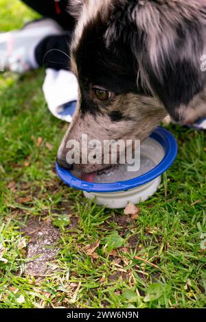 Border Collie Welpe trinkt Wasser aus einer Schüssel in der Hand seines Besitzers Stockfoto