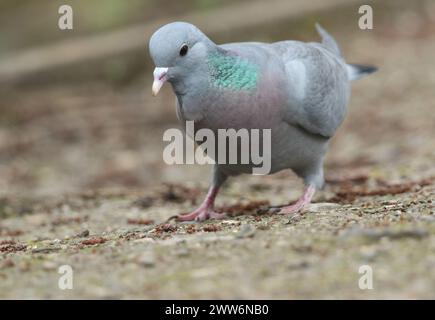 Eine Stocktaube, Columba oenas, auf der Suche nach Nahrung am Ufer eines Sees. Stockfoto