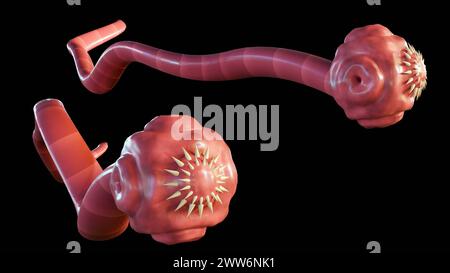 3D-Rendering eines isolierten Bandwurms. Es ist ein flacher, parasitärer Wurm, der im Darm eines Tierwirts lebt Stockfoto