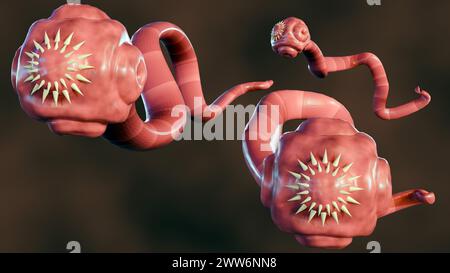 3D-Rendering eines isolierten Bandwurms. Es ist ein flacher, parasitärer Wurm, der im Darm eines Tierwirts lebt Stockfoto