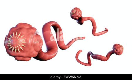 3D-Rendering eines isolierten Bandwurms. Es ist ein flacher, parasitärer Wurm, der im Darm eines Tierwirts lebt Stockfoto