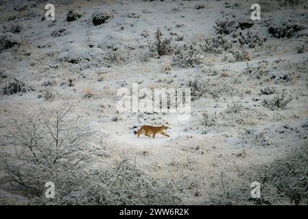 Ein puma-Jungtier, das allein durch die verschneite Landschaft im Torres del Paine Nationalpark spaziert Stockfoto