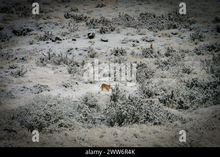 Ein puma-Jungtier, das allein durch die verschneite Landschaft im Torres del Paine Nationalpark spaziert Stockfoto