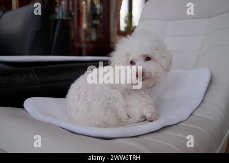 Ein weißer Pudelhund auf einem Stuhl, der mit einer Decke bedeckt ist Stockfoto