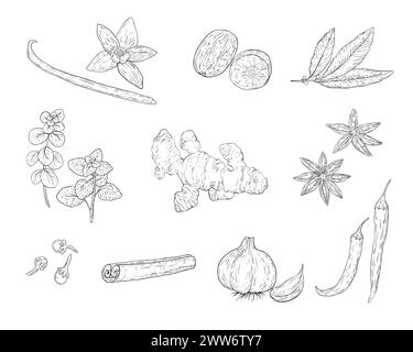 Skizzieren Sie natürliche und biologische Pflanzen mit Gewürzen und Kräutern in monochromer Art isoliert Stock Vektor