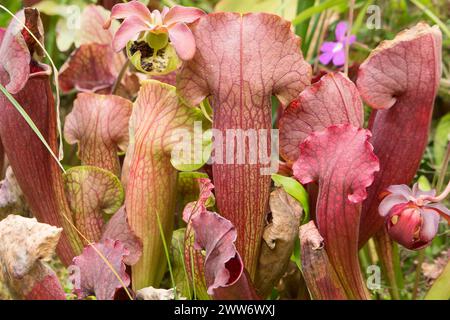 Schöne fleischfressende rote und grüne Kannenpflanzen. Sarracenia ist eine Gattung fleischfressender Pflanzen. Die Blätter der Pflanze haben sich zu einem Trichterschacht entwickelt Stockfoto
