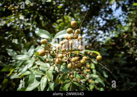 Longanrohe Früchte (Dimocarpus longan) am Baum, im oberflächlichen Fokus. Stockfoto