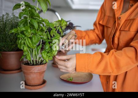 Hände einer Frau, die Basilikumblätter schneidet und auf Holzteller für die Zubereitung von Lebensmitteln legt. Stockfoto