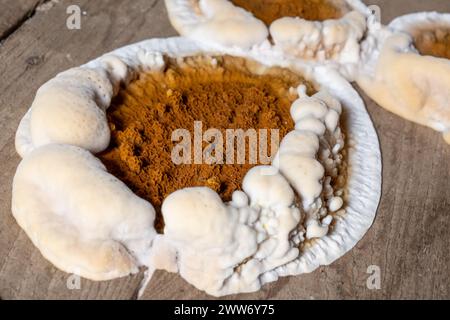 Große Haus zerstörende Pilze oder Serpula lacrymans auf dem Boden des Wohngebäudes. Stockfoto